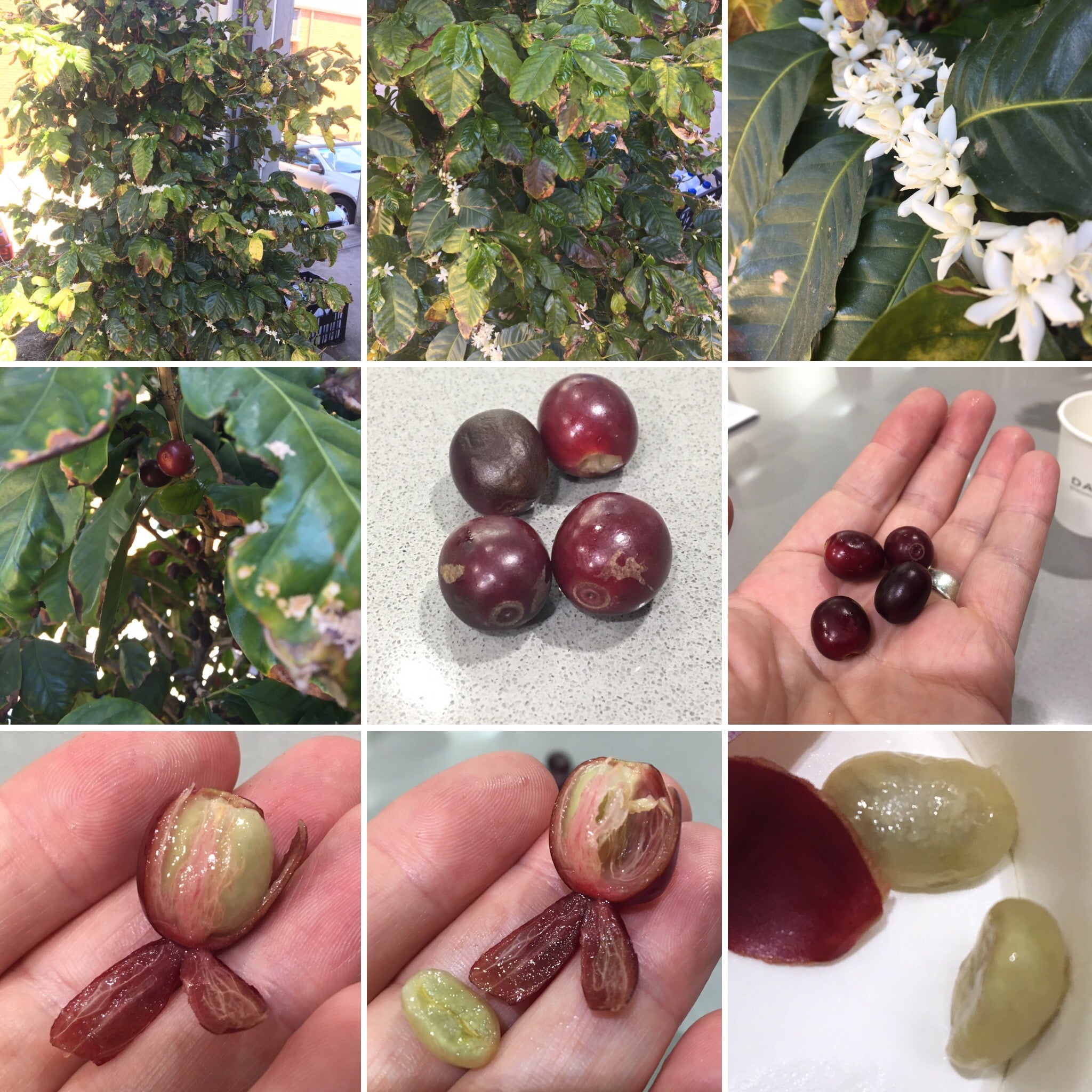 Where does coffee come from?